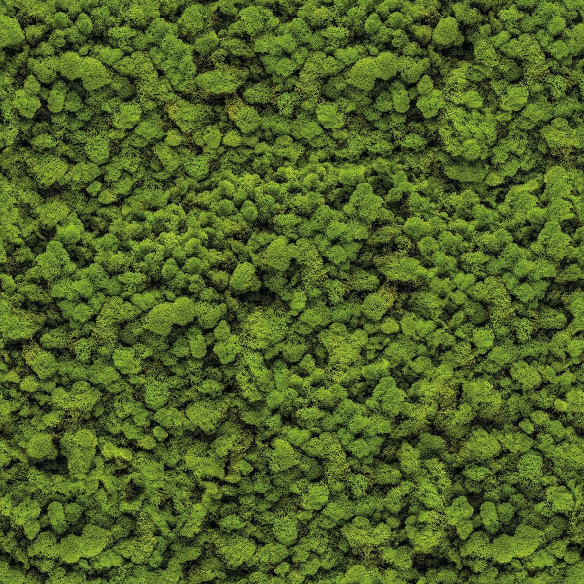 Cover Styl Moss NL38